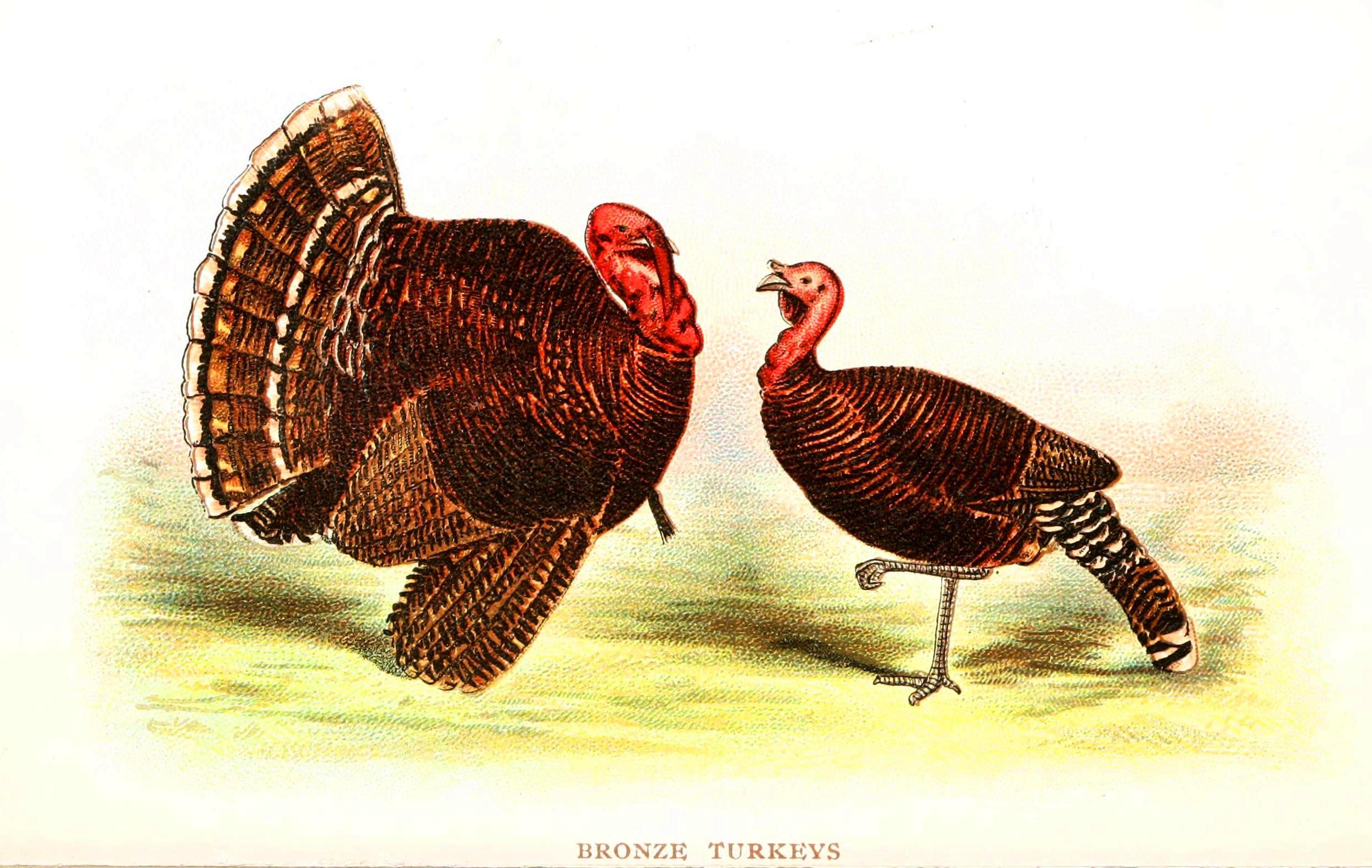 Retro Turkey Wallpapers