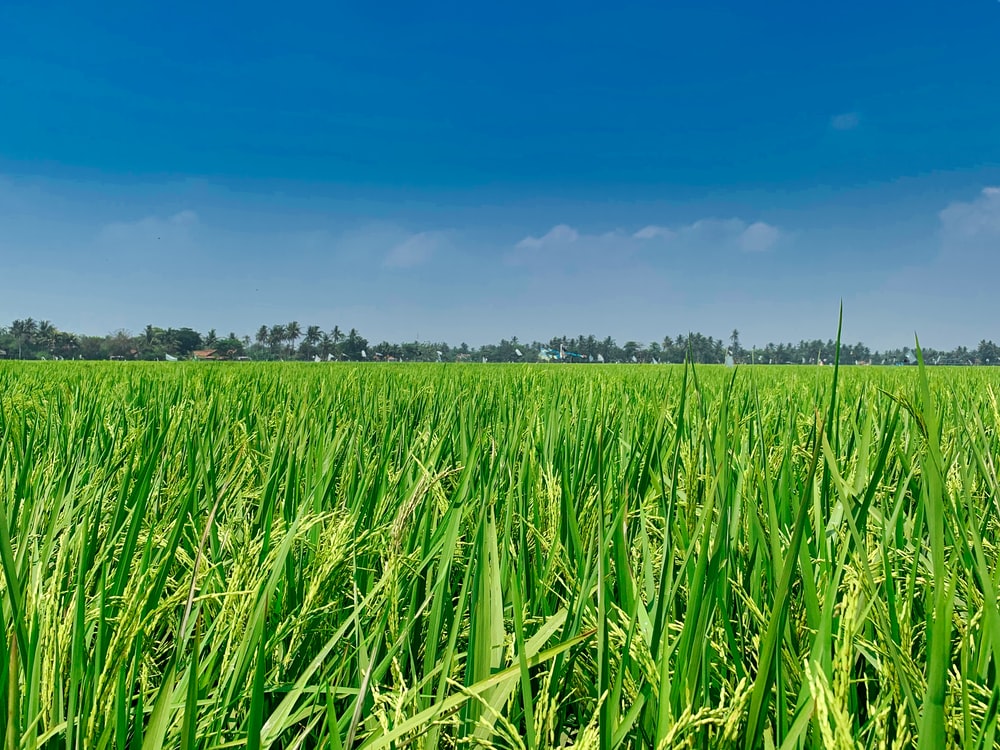 Rice Field Wallpapers