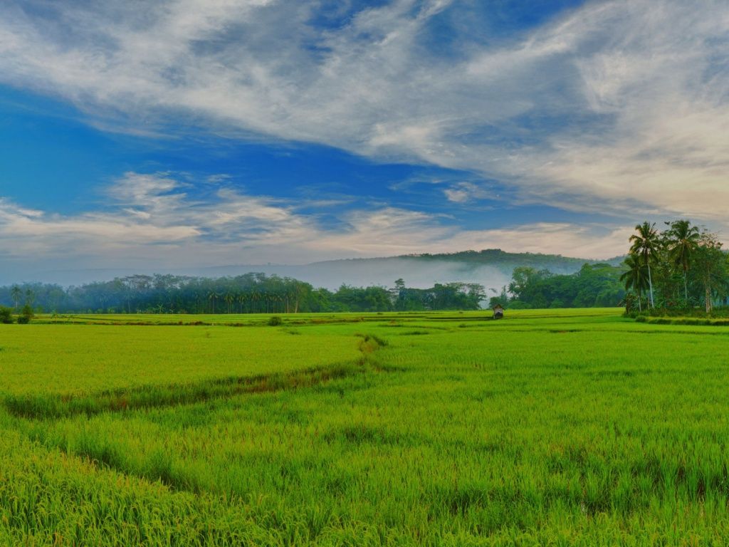 Rice Field Wallpapers