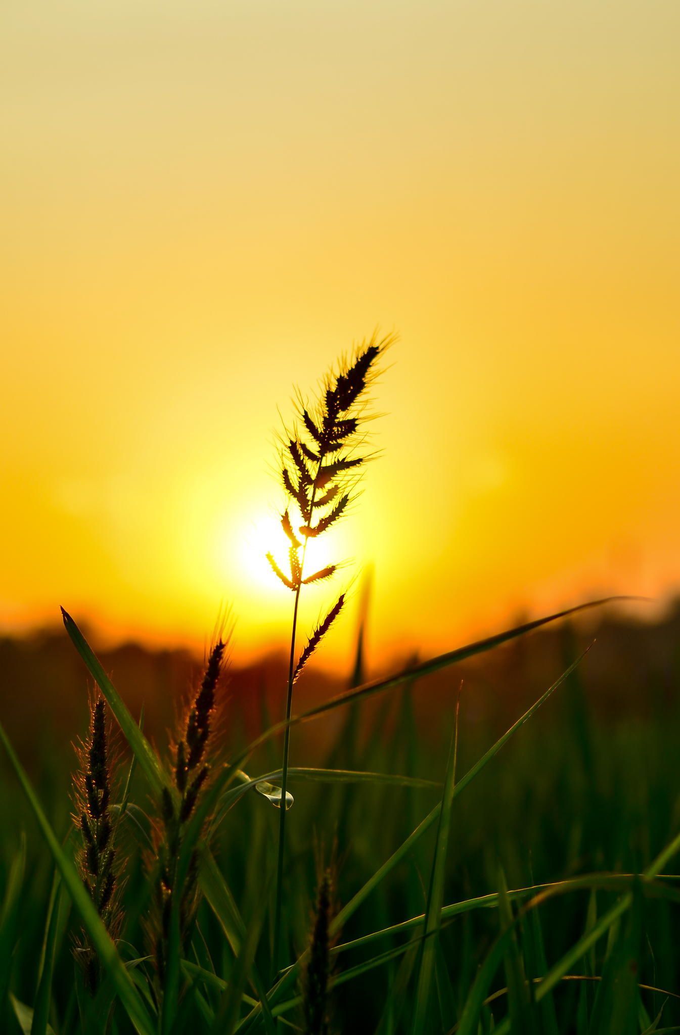 Rice Field Wallpapers