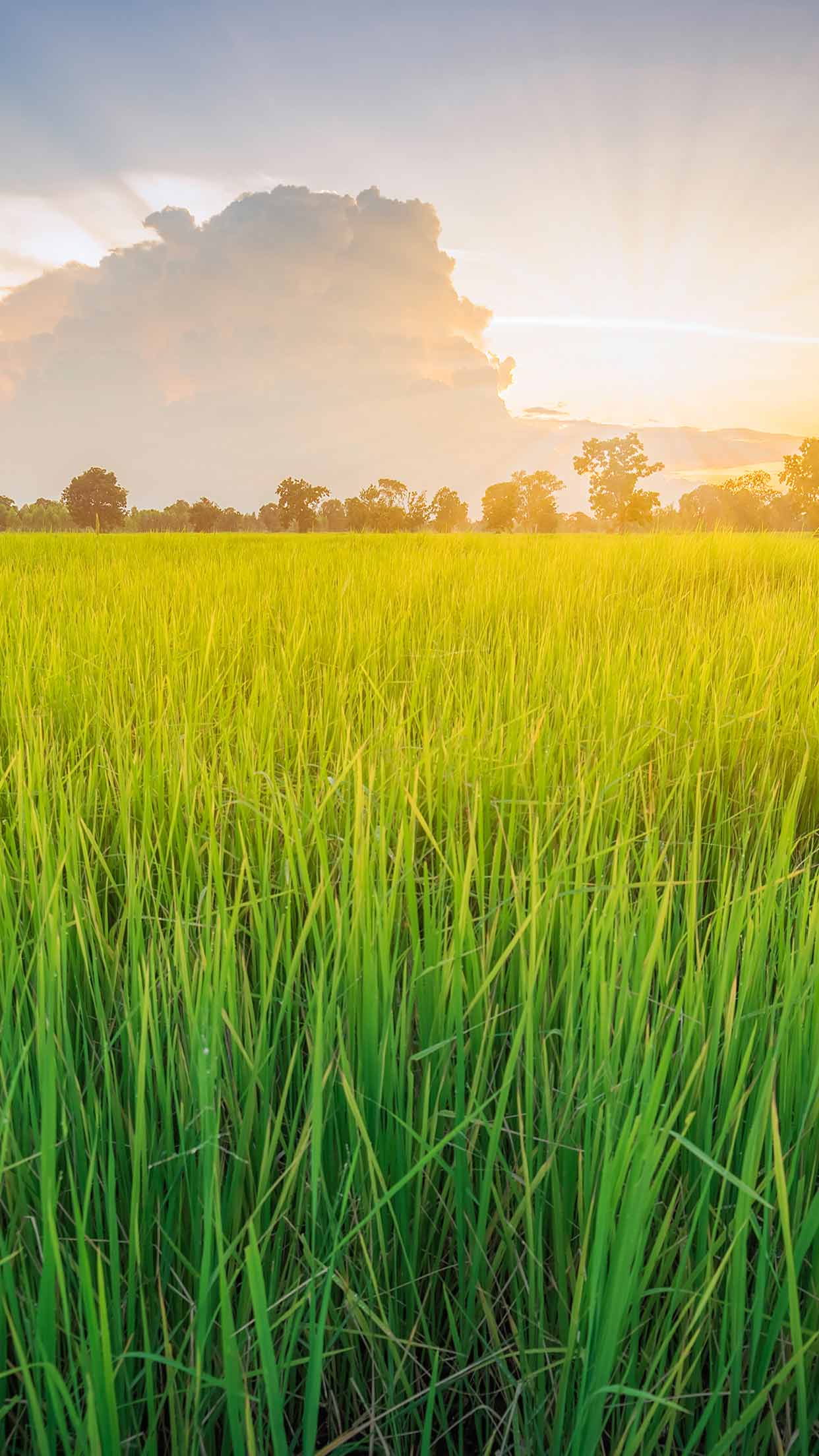 Rice Field Wallpapers