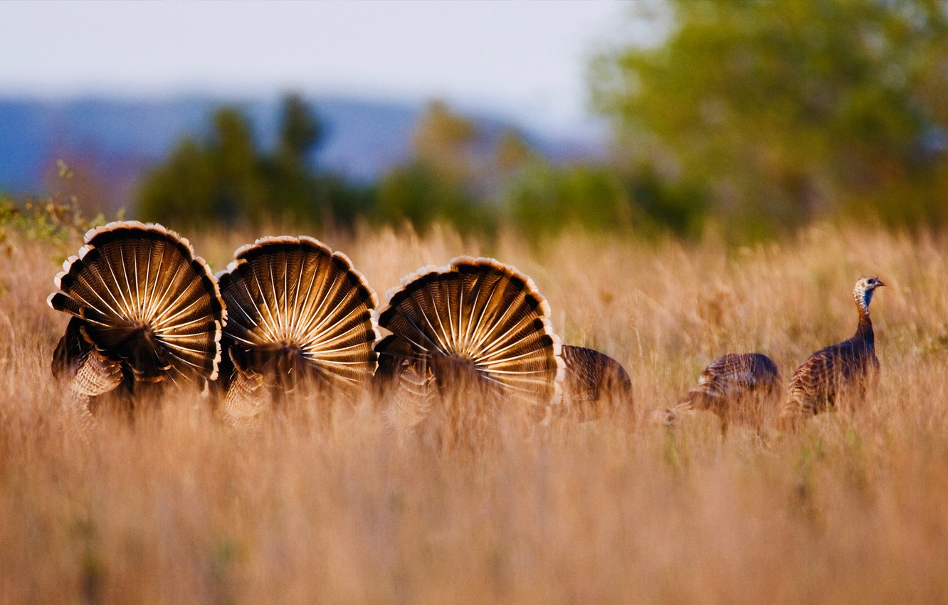 Rio Grande Turkey Pictures Wallpapers