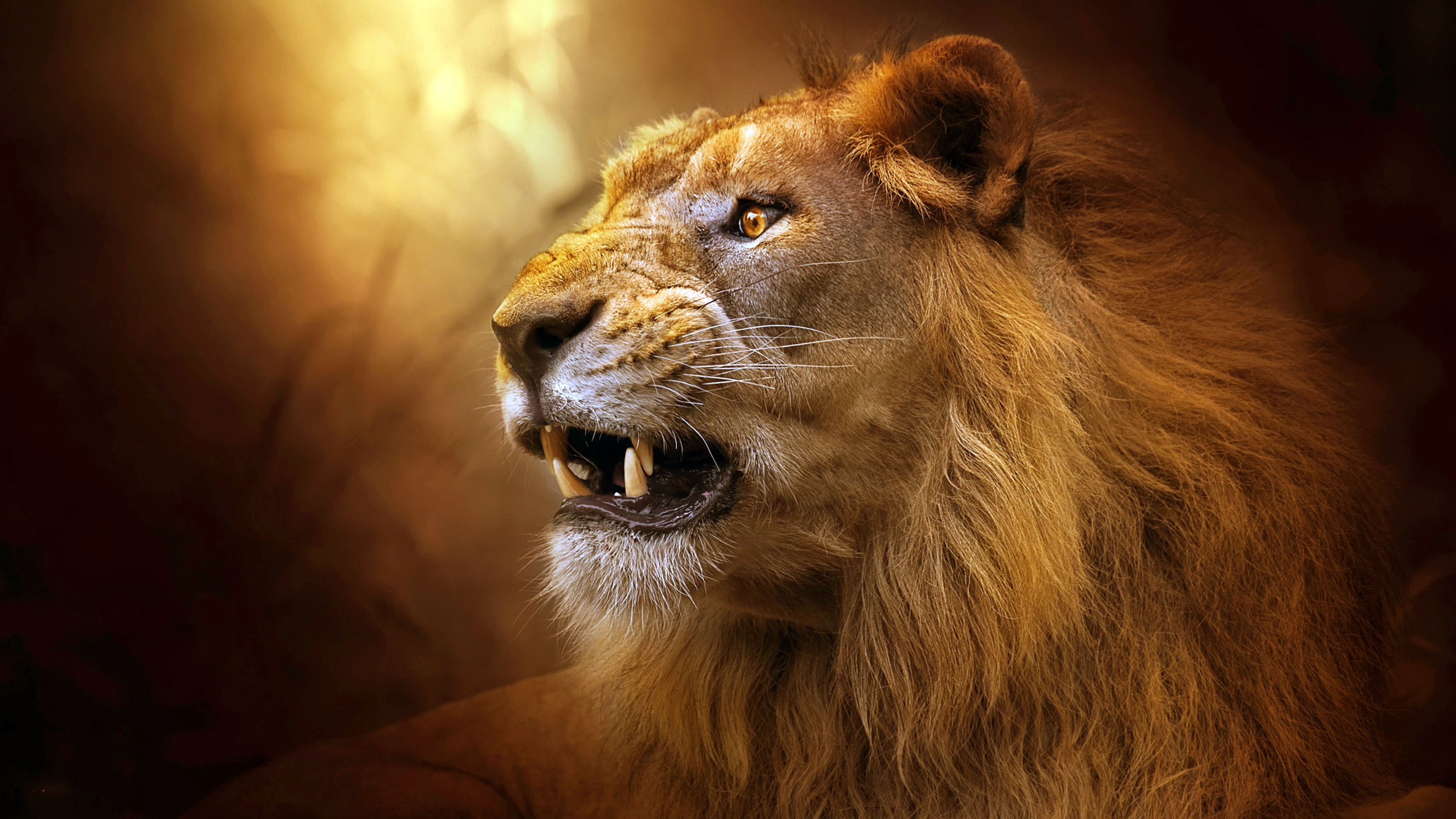 Roaring Lion Wallpapers