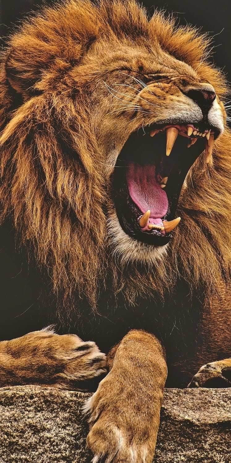 Roaring Lion Wallpapers