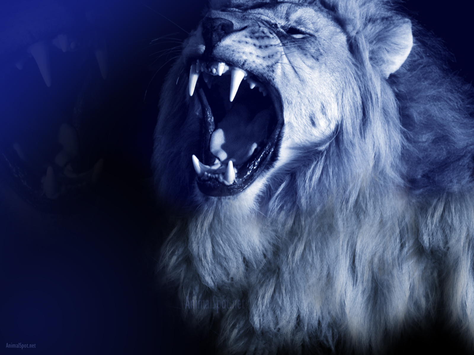 Roaring Lion Wallpapers