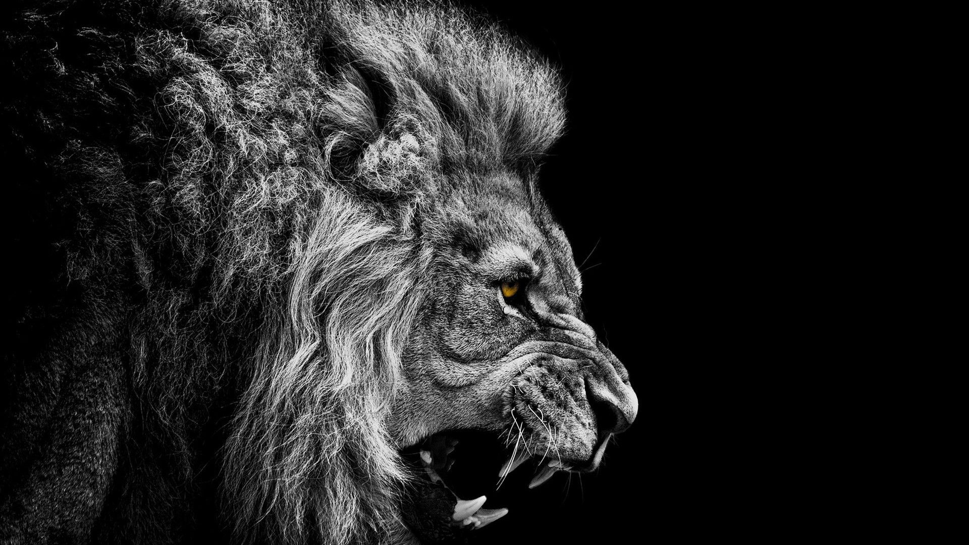 Roaring Lion Wallpapers