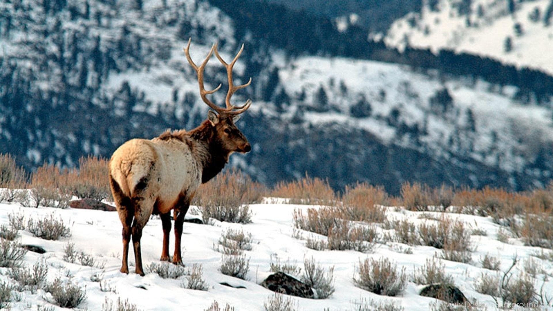 Rocky Mountain Elk Wallpapers