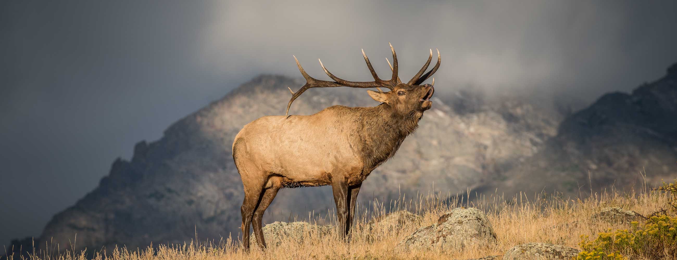 Rocky Mountain Elk Wallpapers