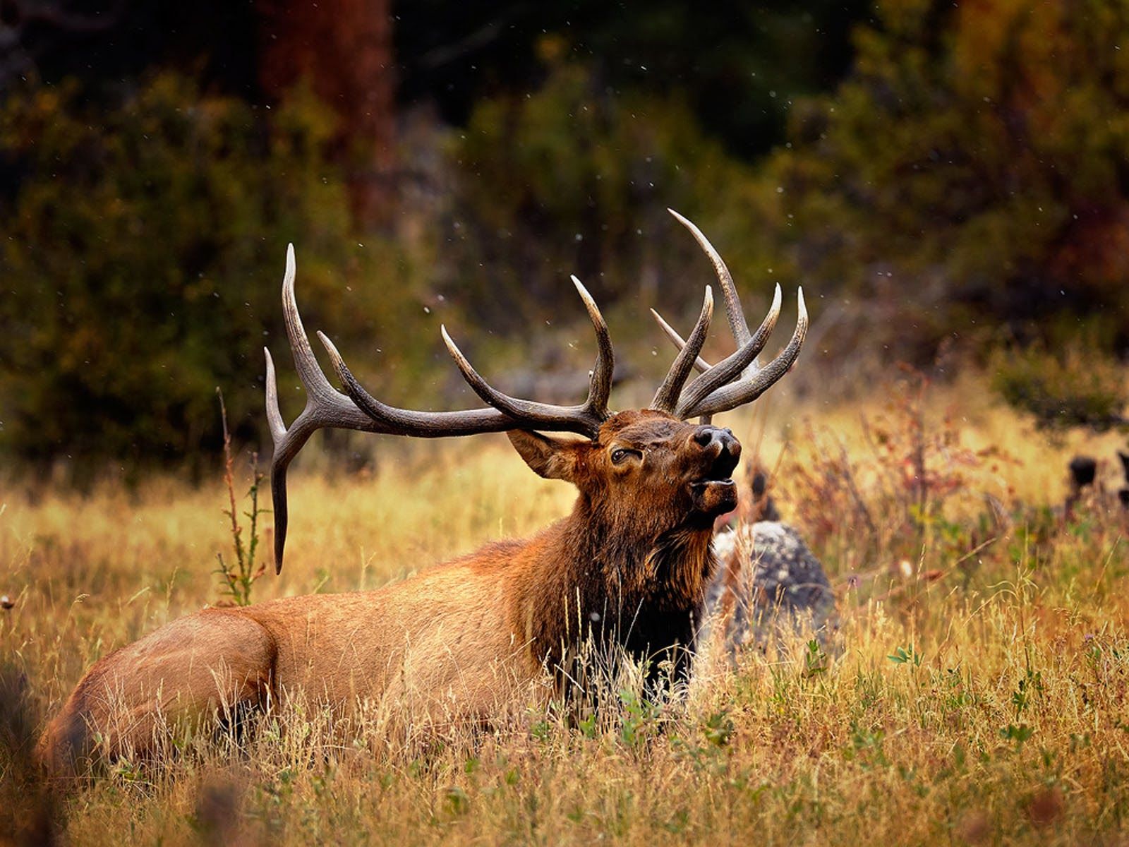 Rocky Mountain Elk Wallpapers