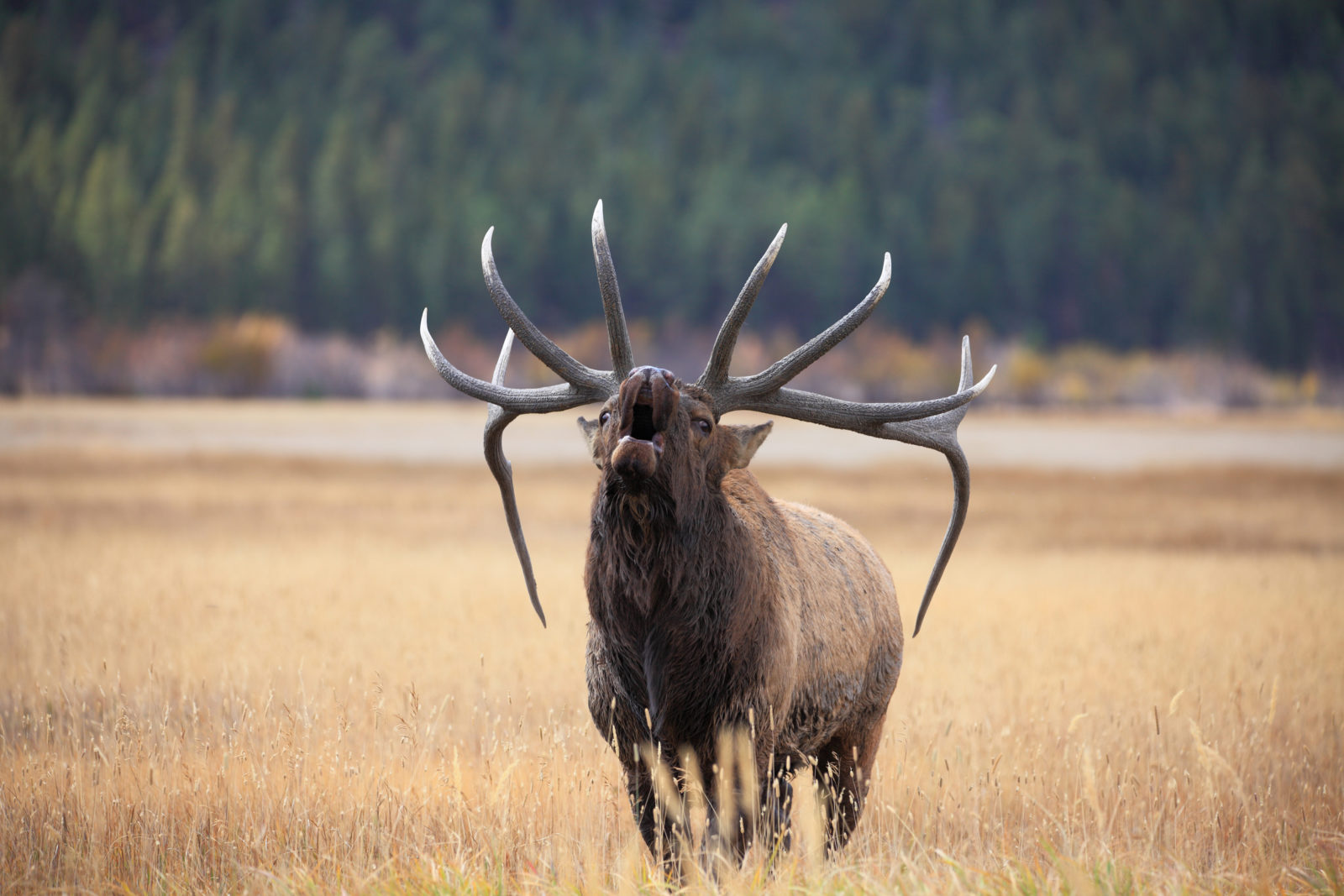 Rocky Mountain Elk Wallpapers