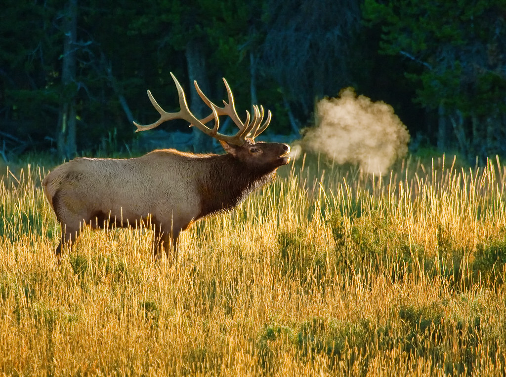 Rocky Mountain Elk Wallpapers