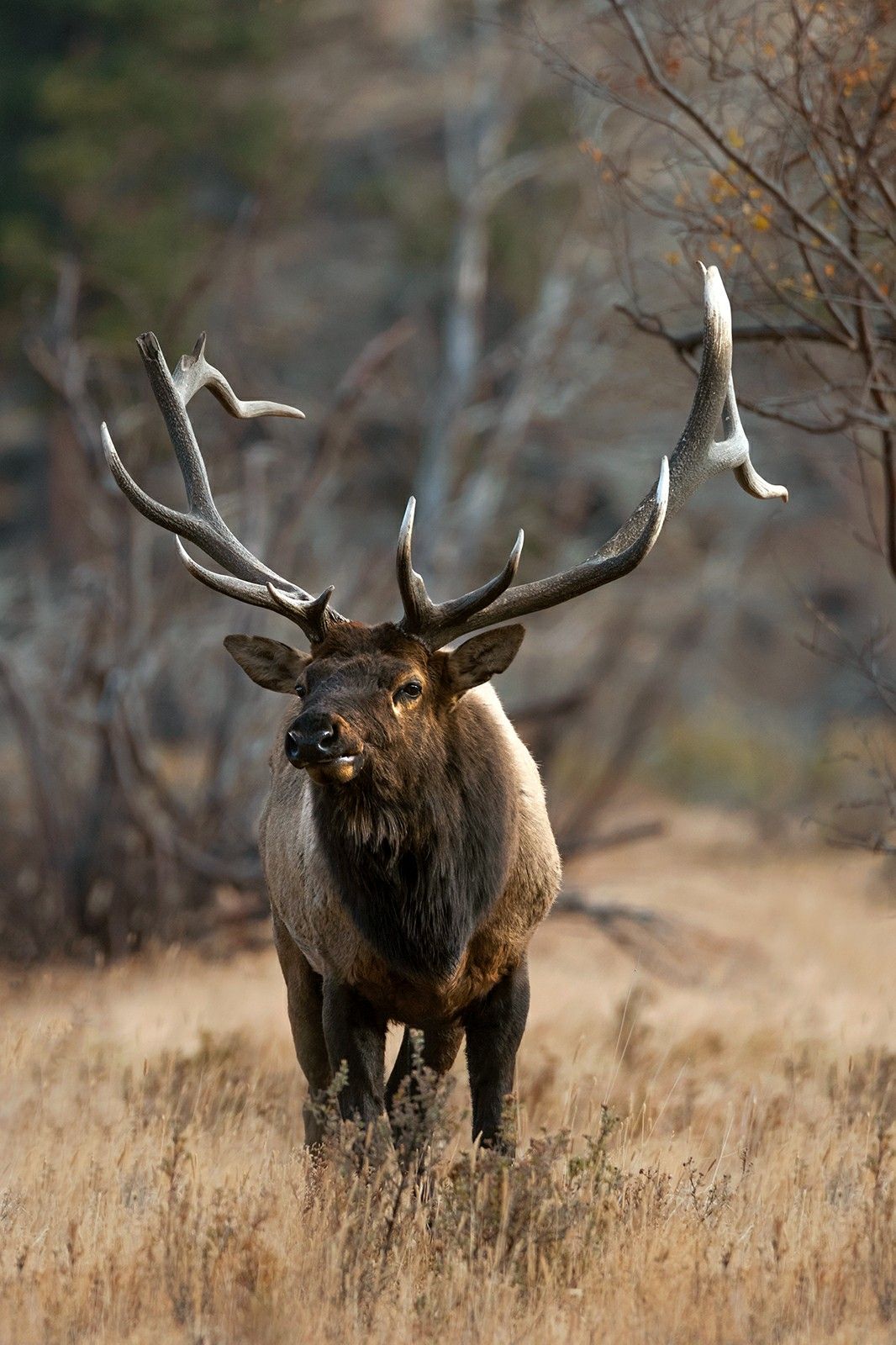 Rocky Mountain Elk Wallpapers