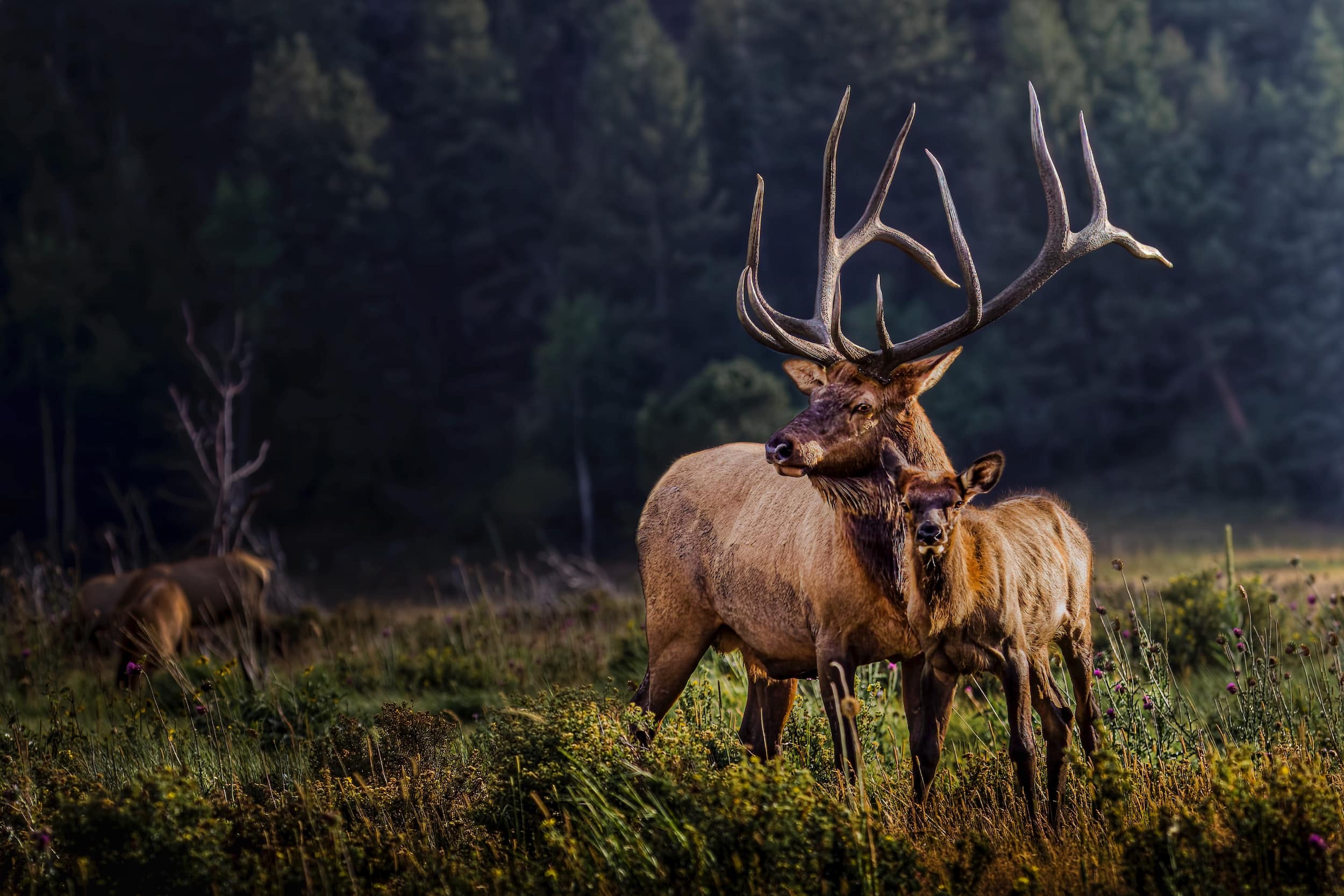 Rocky Mountain Elk Wallpapers