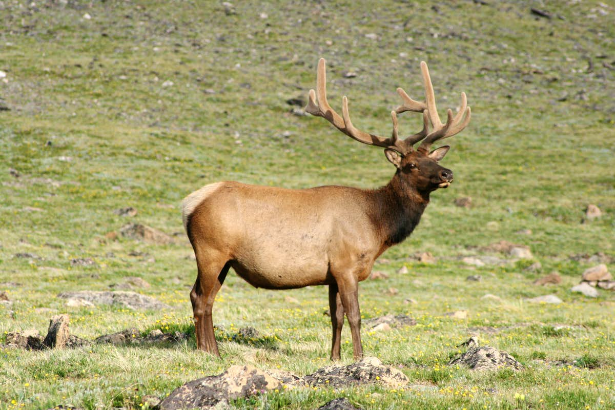 Rocky Mountain Elk Wallpapers