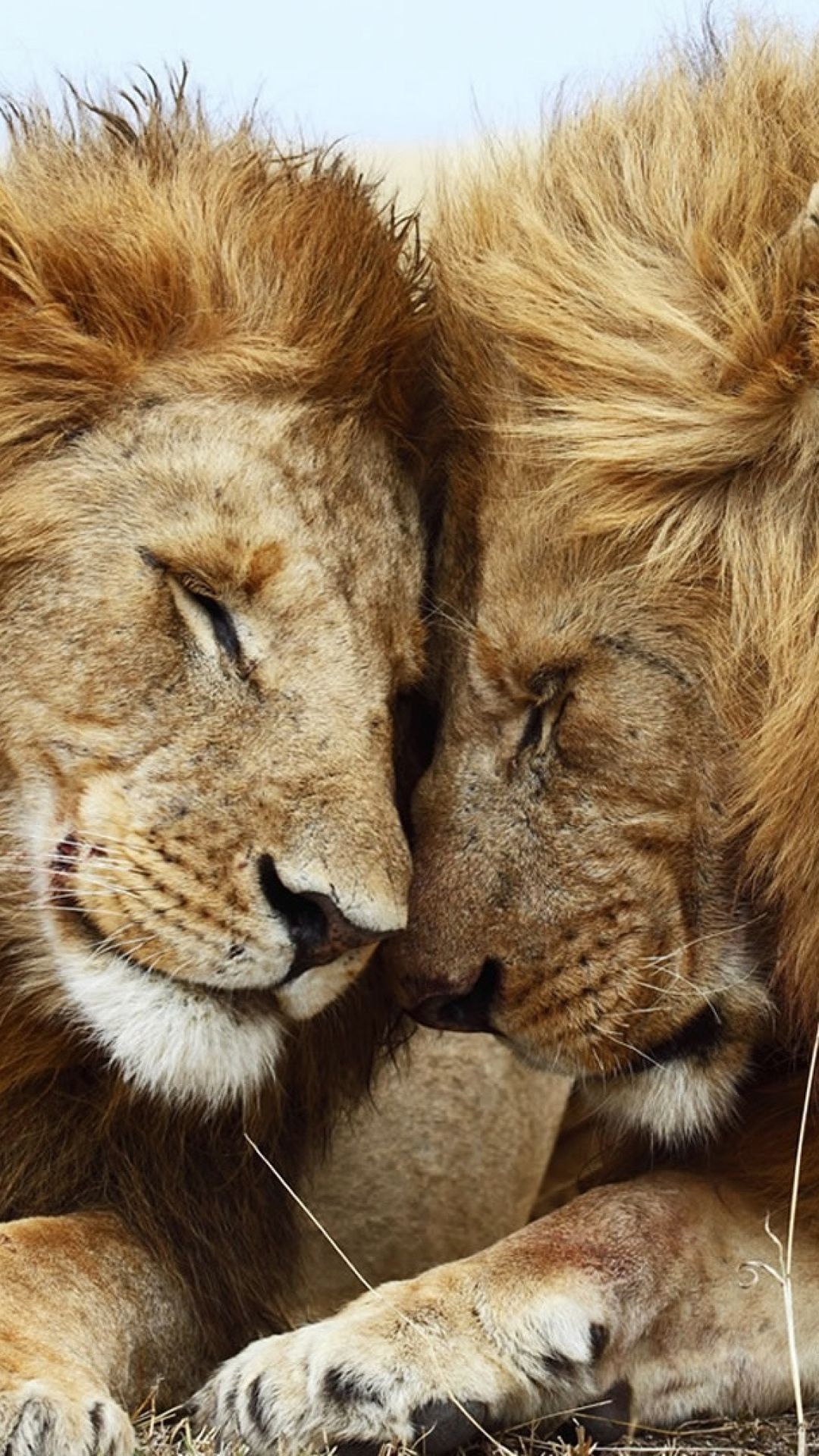 Romantic Lion Couple Wallpapers