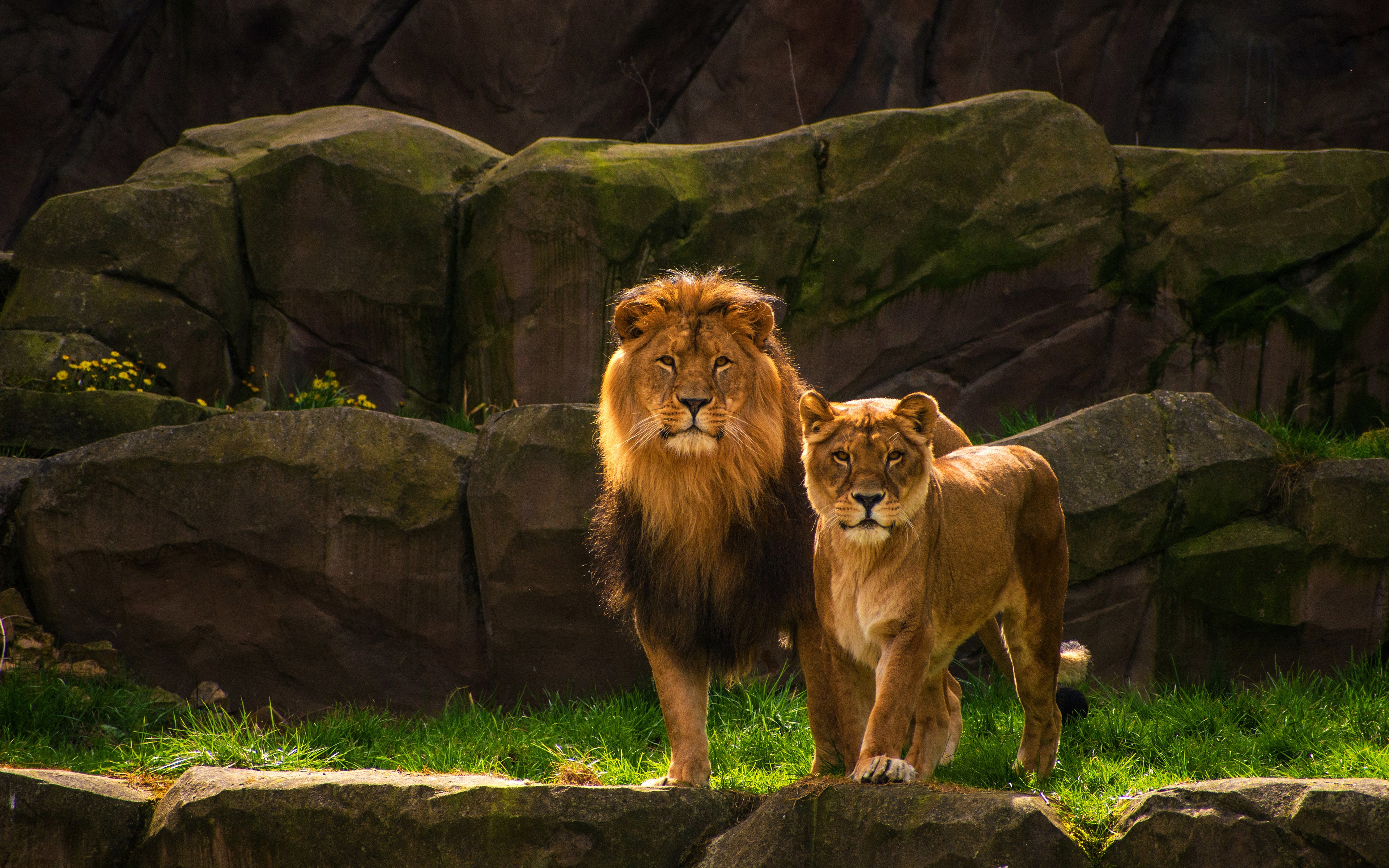 Romantic Lion Couple Wallpapers