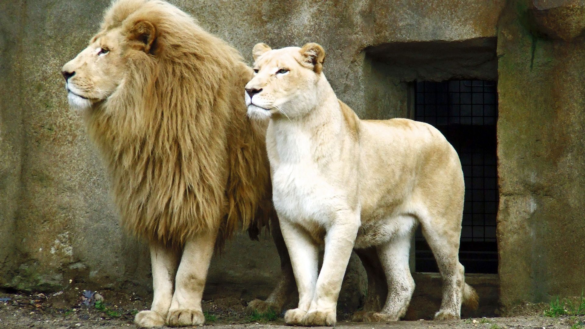 Romantic Lion Couple Wallpapers