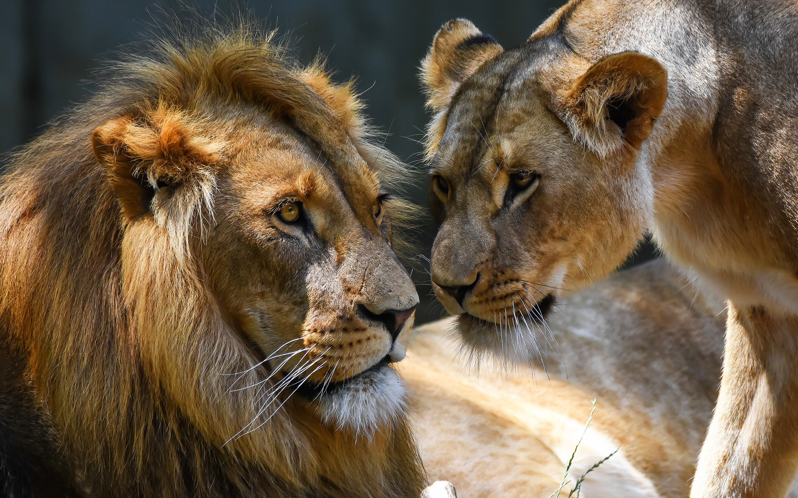 Romantic Lion Couple Wallpapers