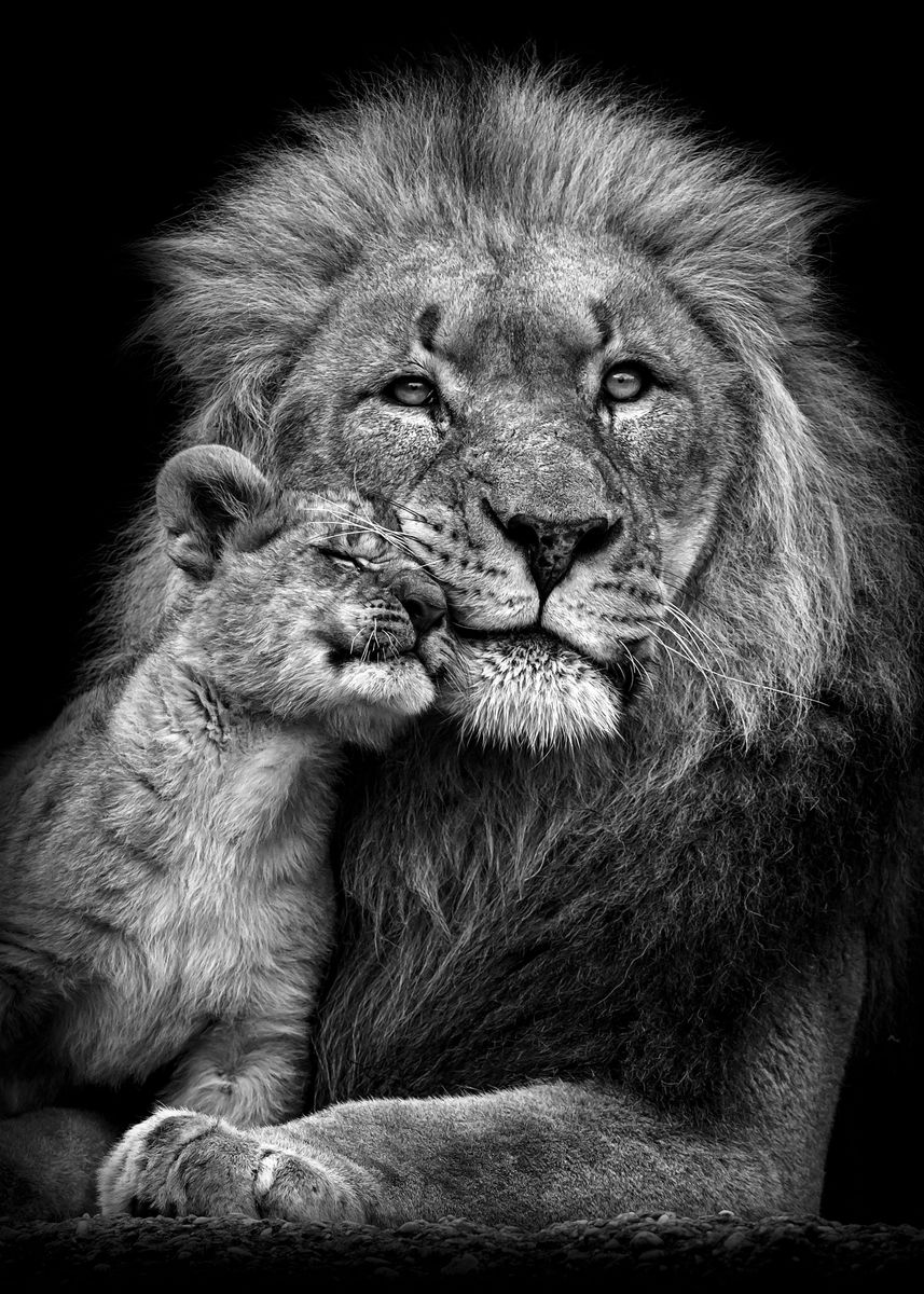 Romantic Lion Couple Wallpapers