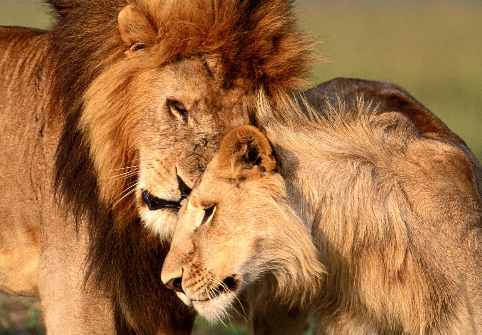 Romantic Lion Couple Wallpapers