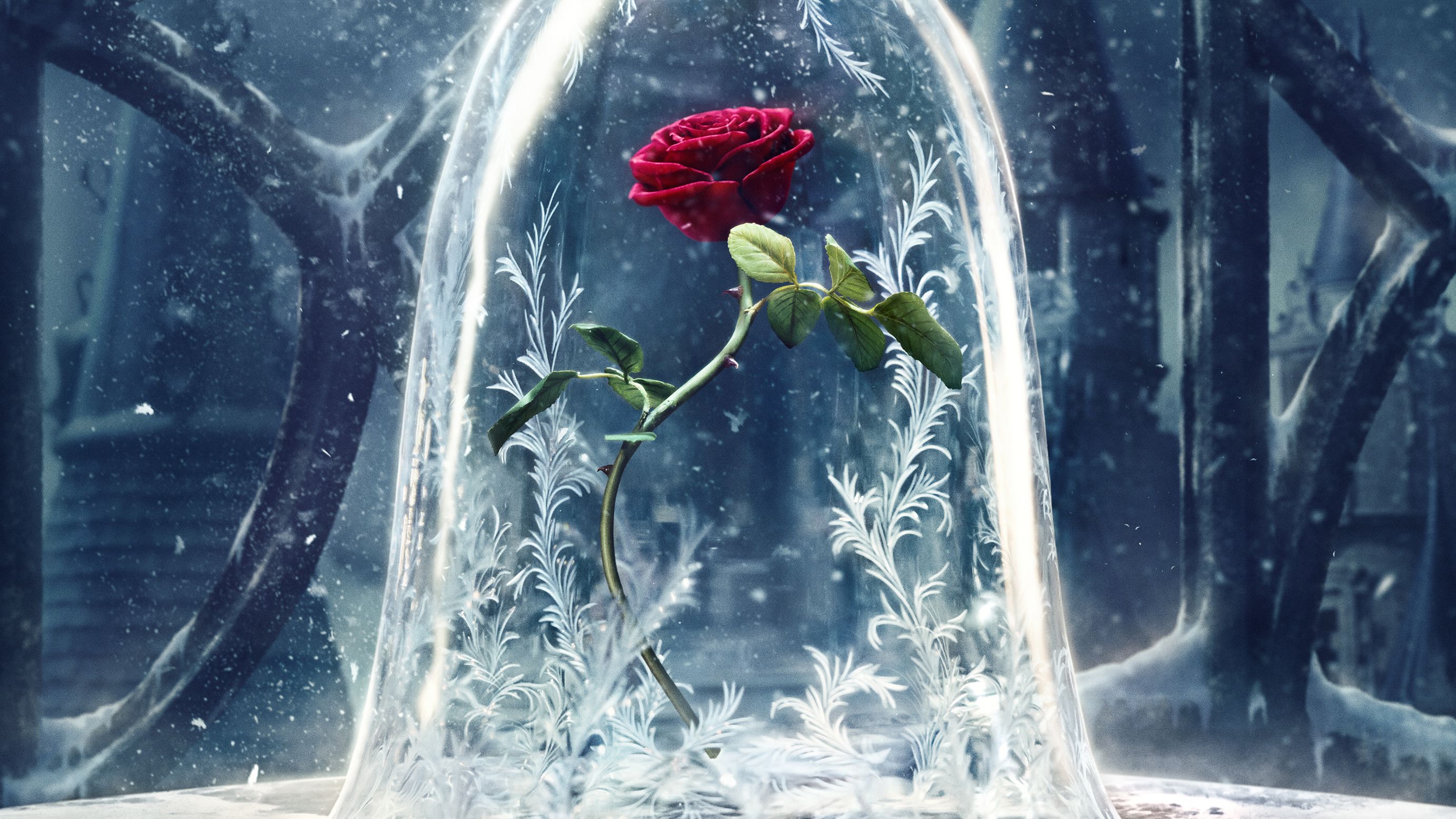 Rose Beauty And The Beast Wallpapers