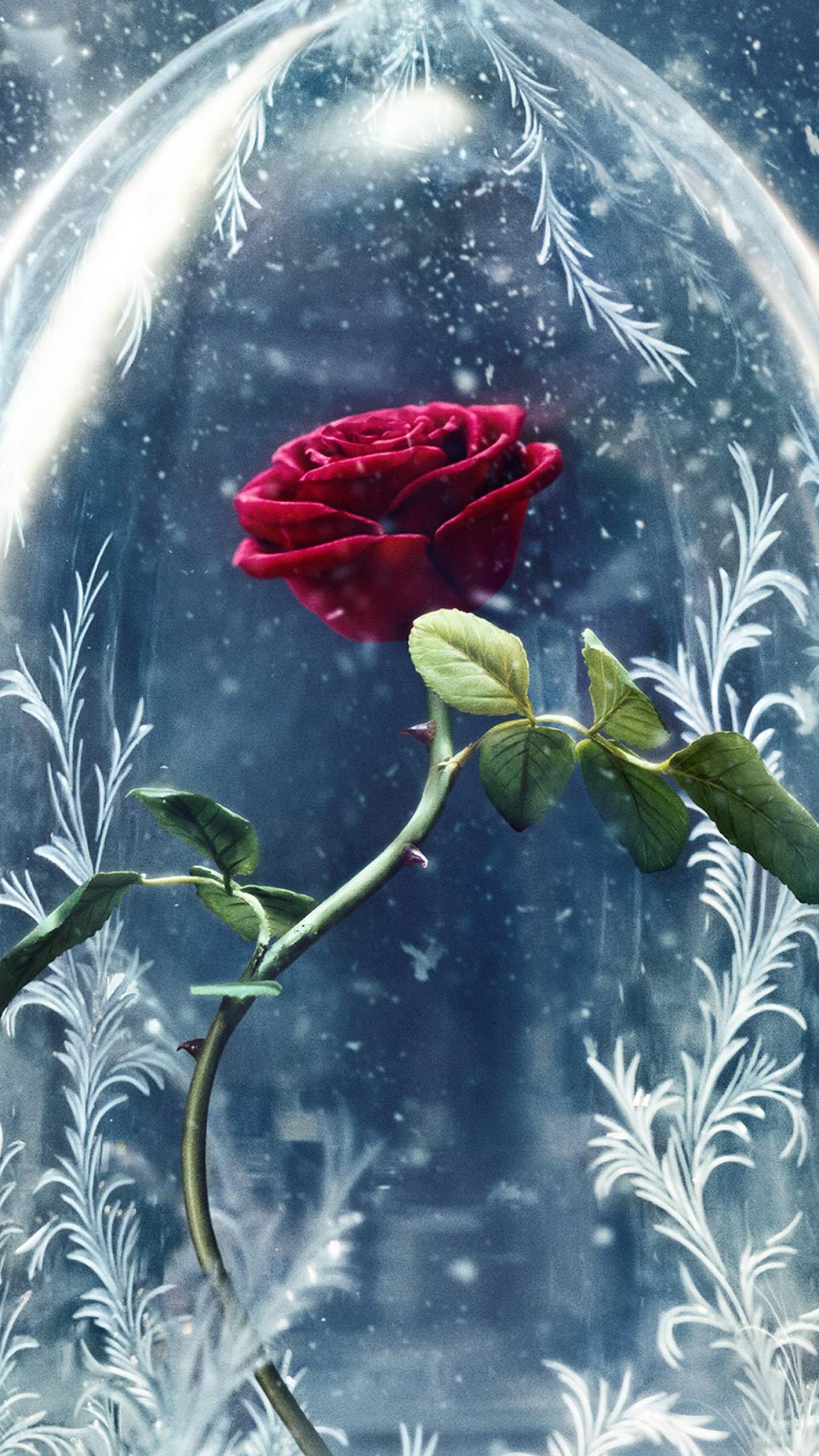 Rose Beauty And The Beast Wallpapers