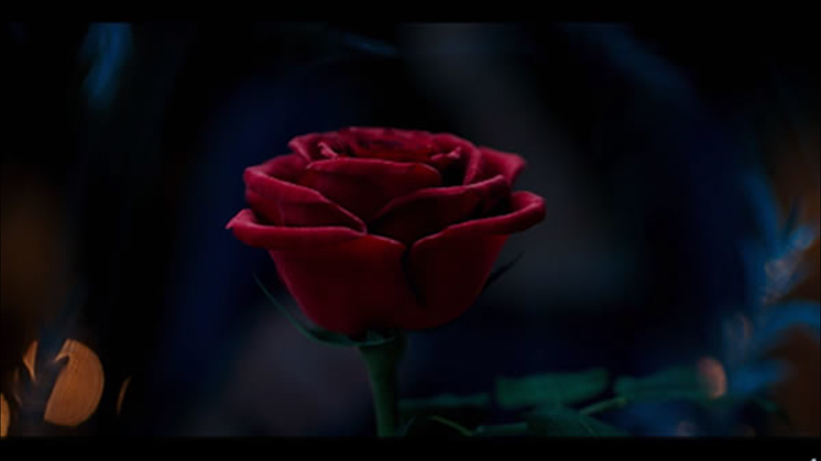 Rose Beauty And The Beast Wallpapers