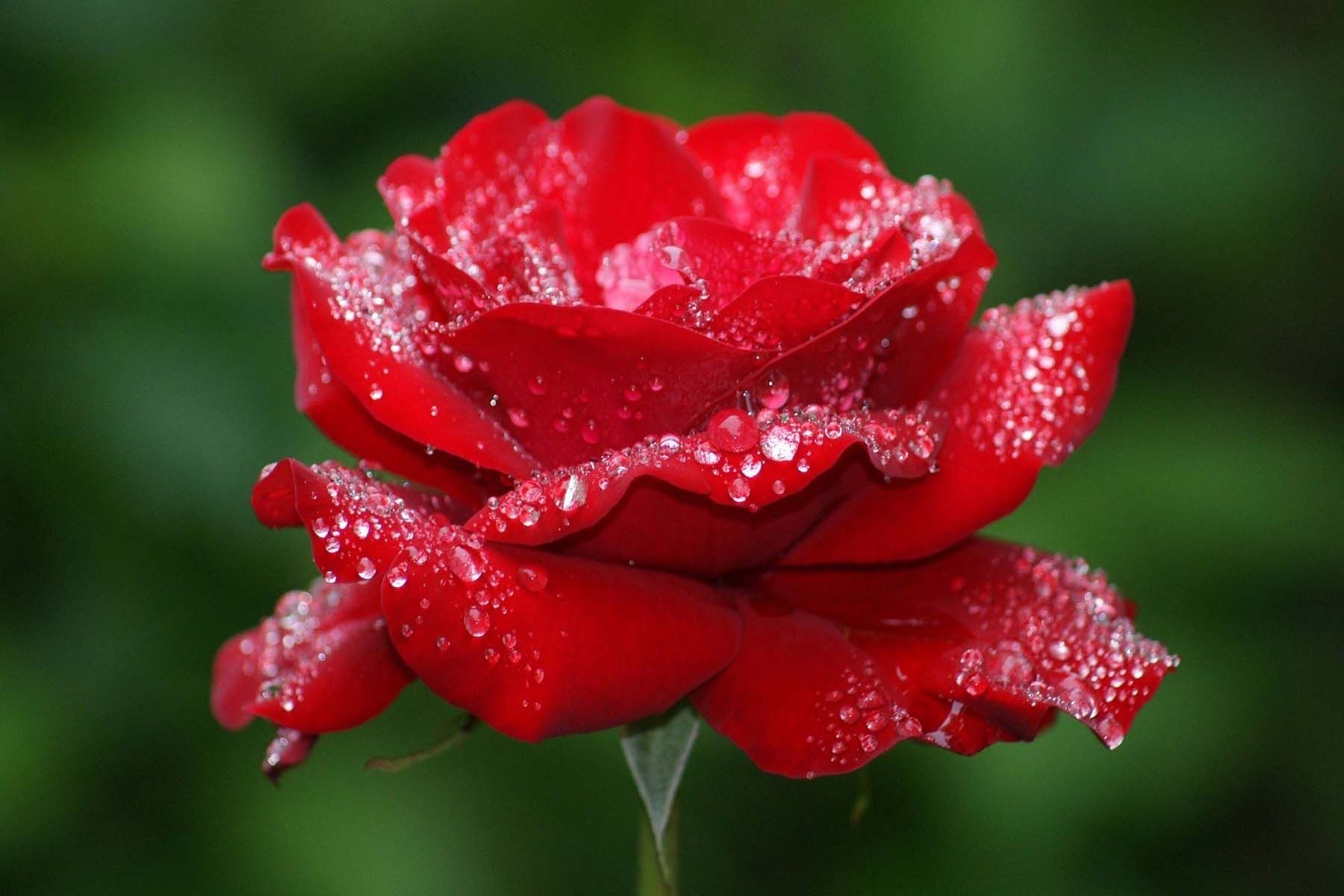 Rose Flower Hd Wallpapers