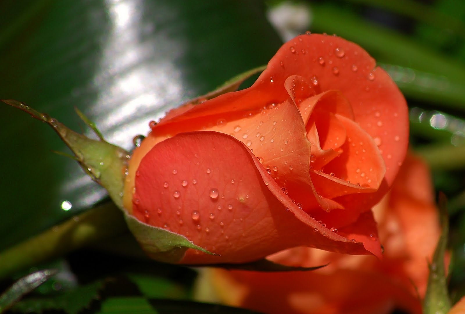 Rose Flower Hd Wallpapers