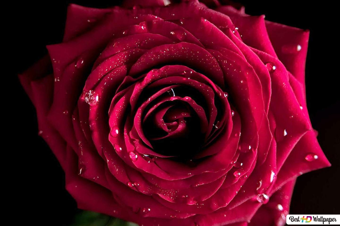 Rose Flower Hd Wallpapers