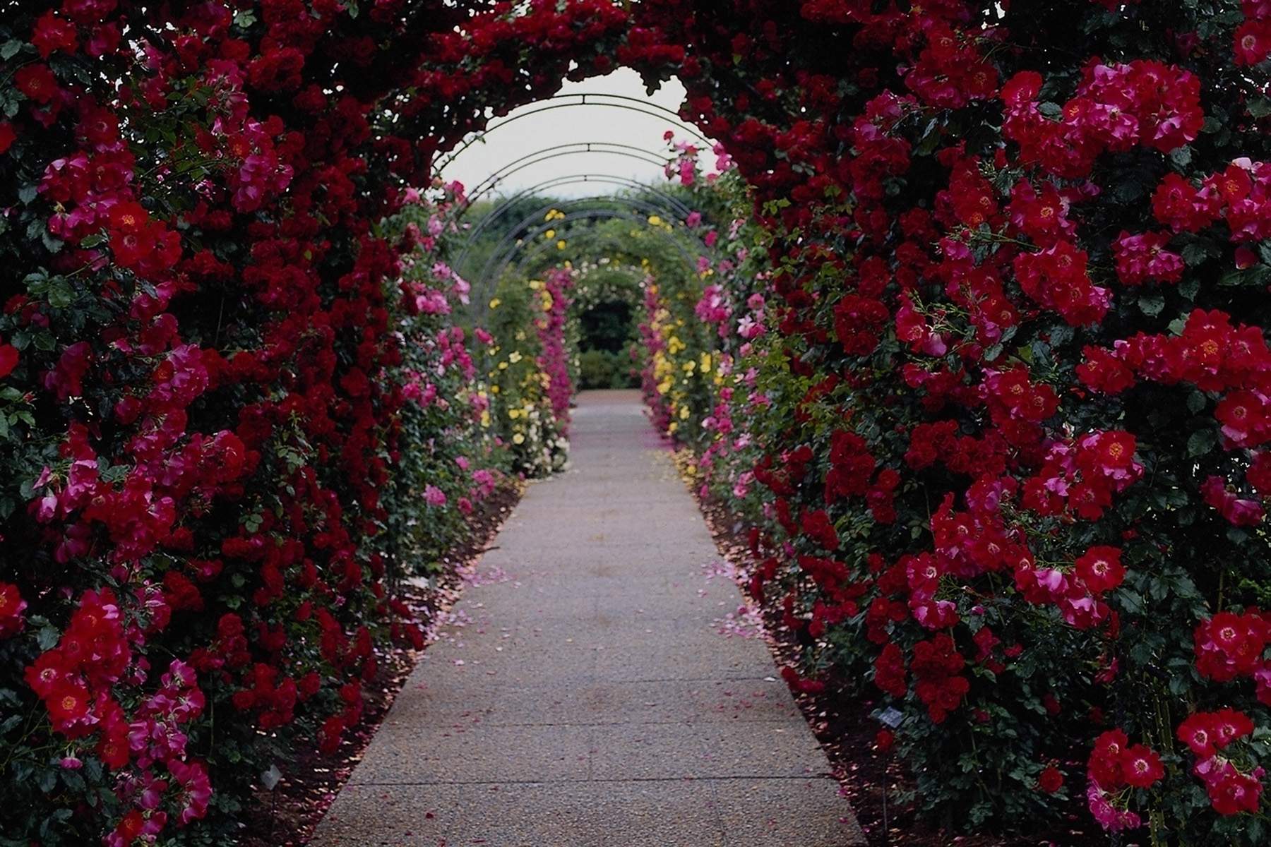 Rose Garden Wallpapers