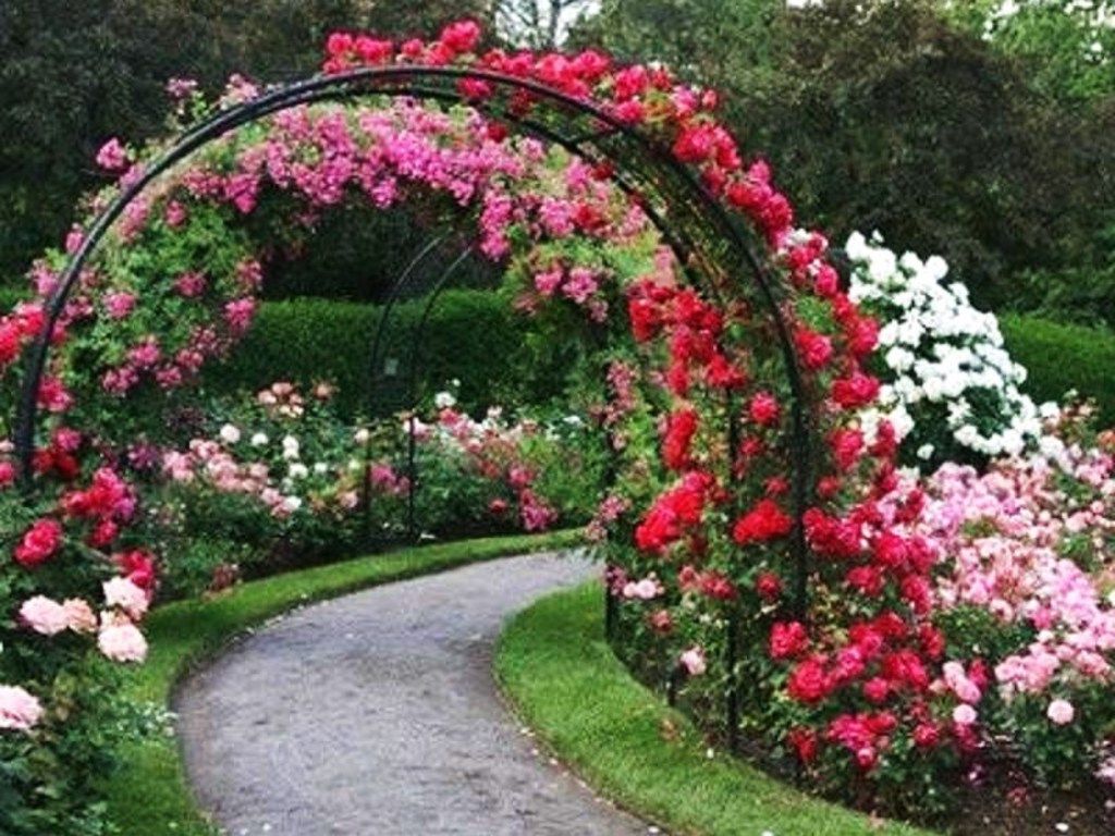 Rose Garden Wallpapers