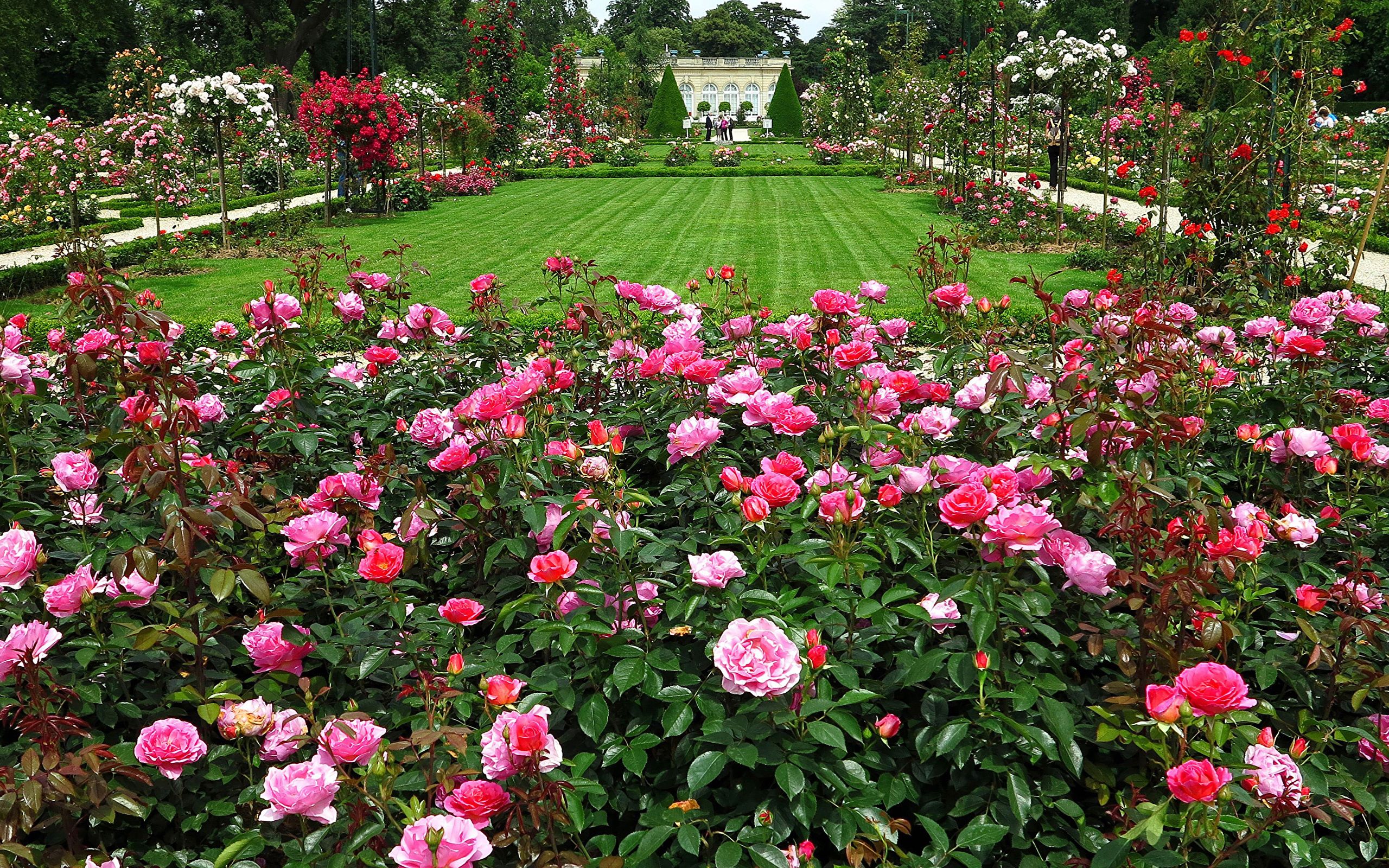Rose Garden Wallpapers