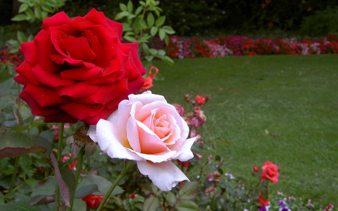 Rose Garden Wallpapers