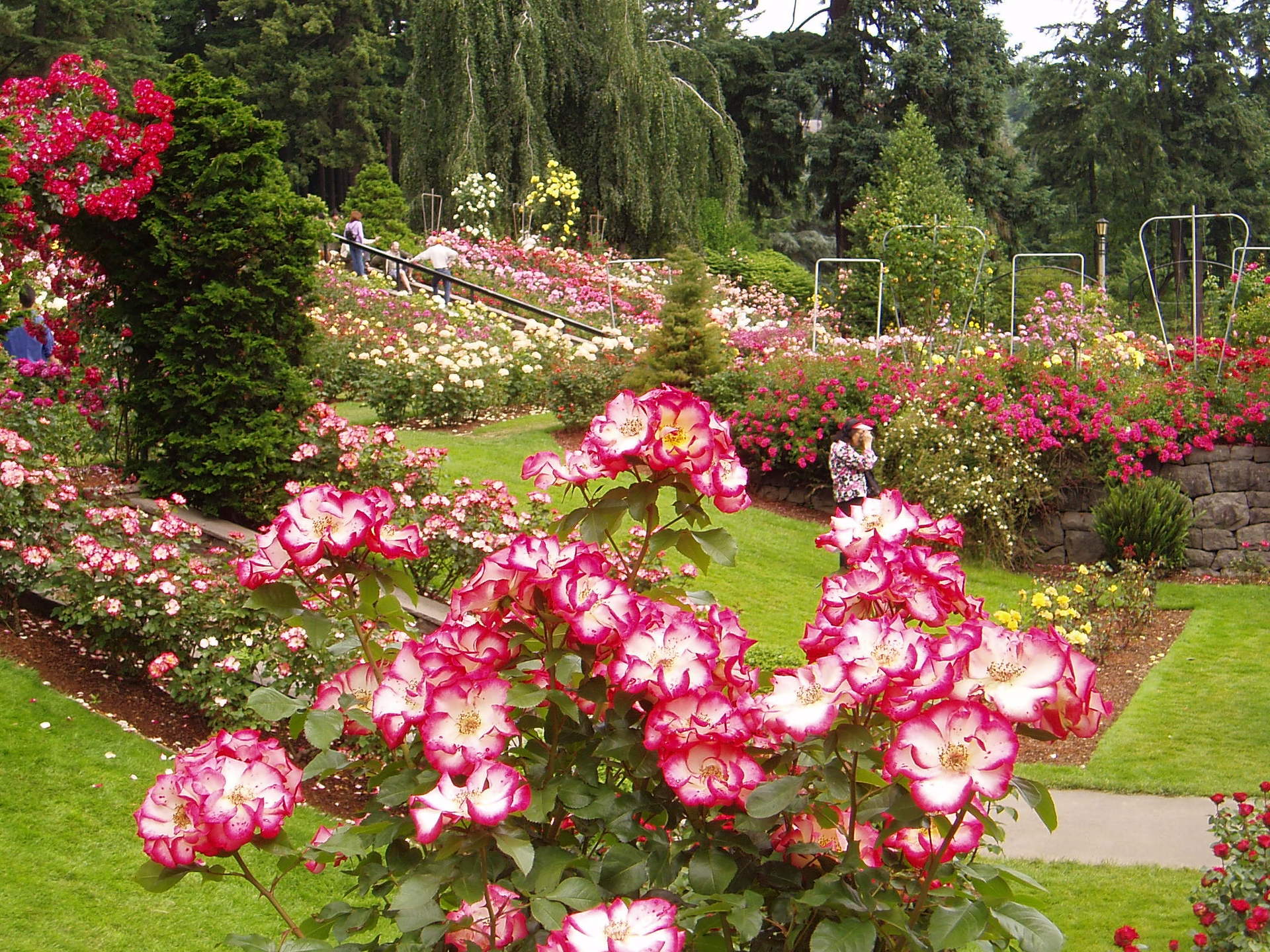 Rose Garden Wallpapers