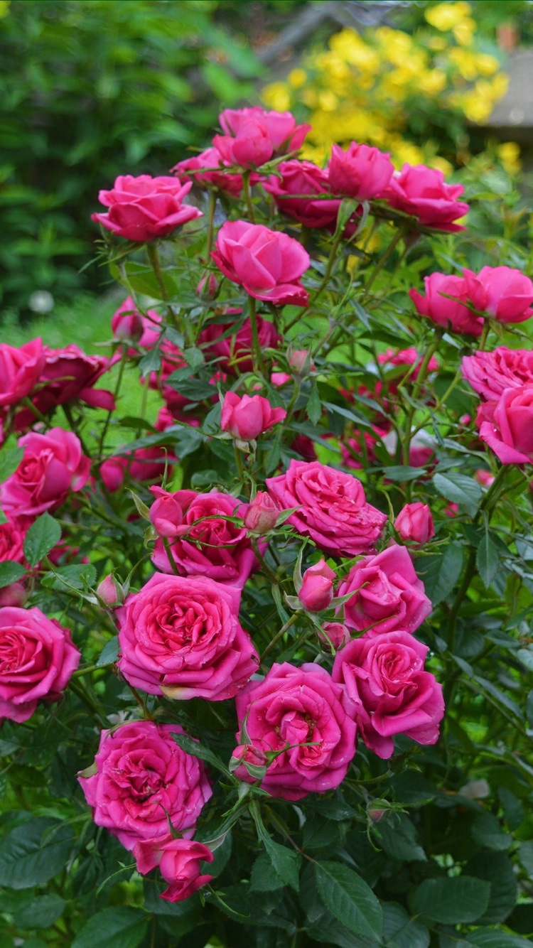 Rose Garden Wallpapers