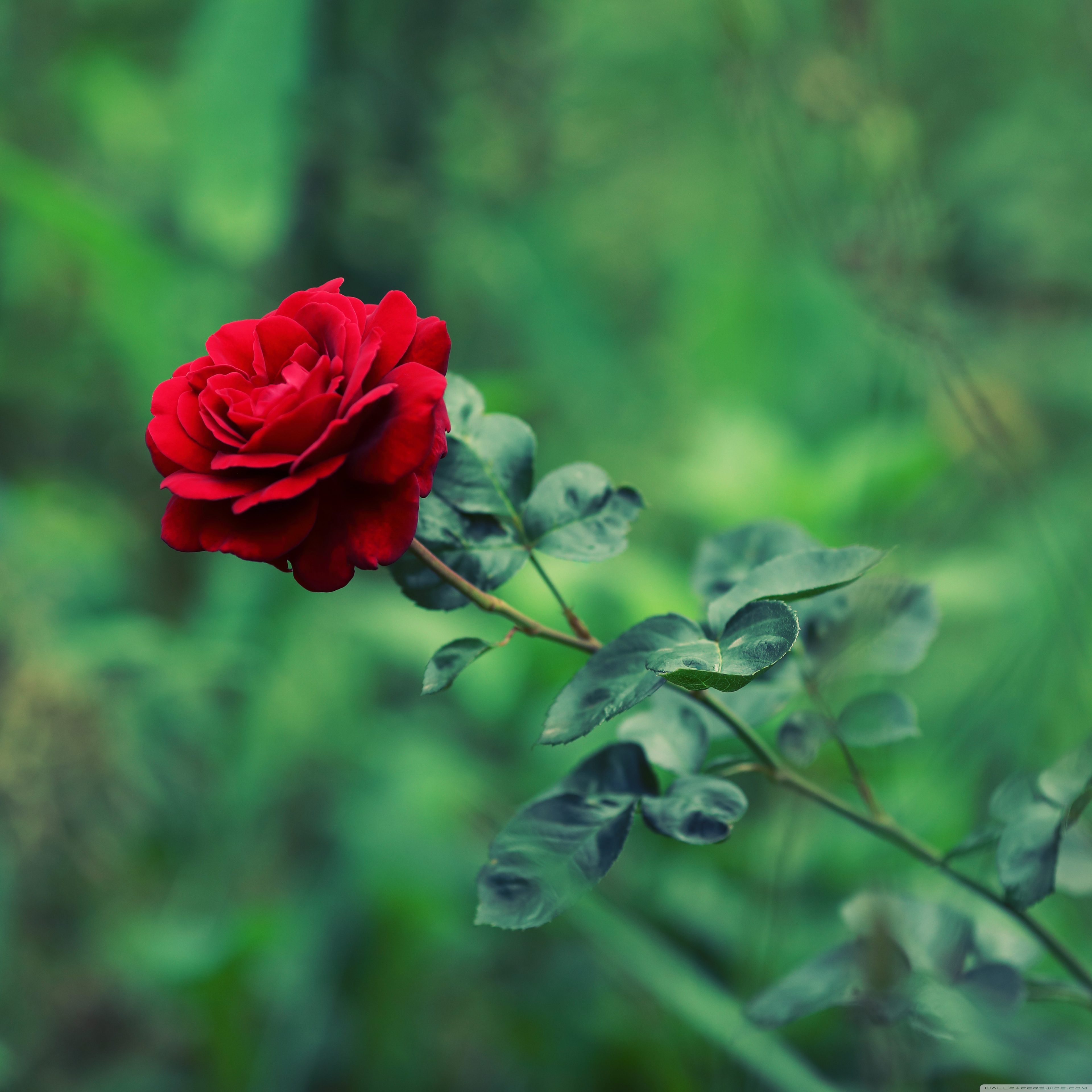 Rose Garden Wallpapers