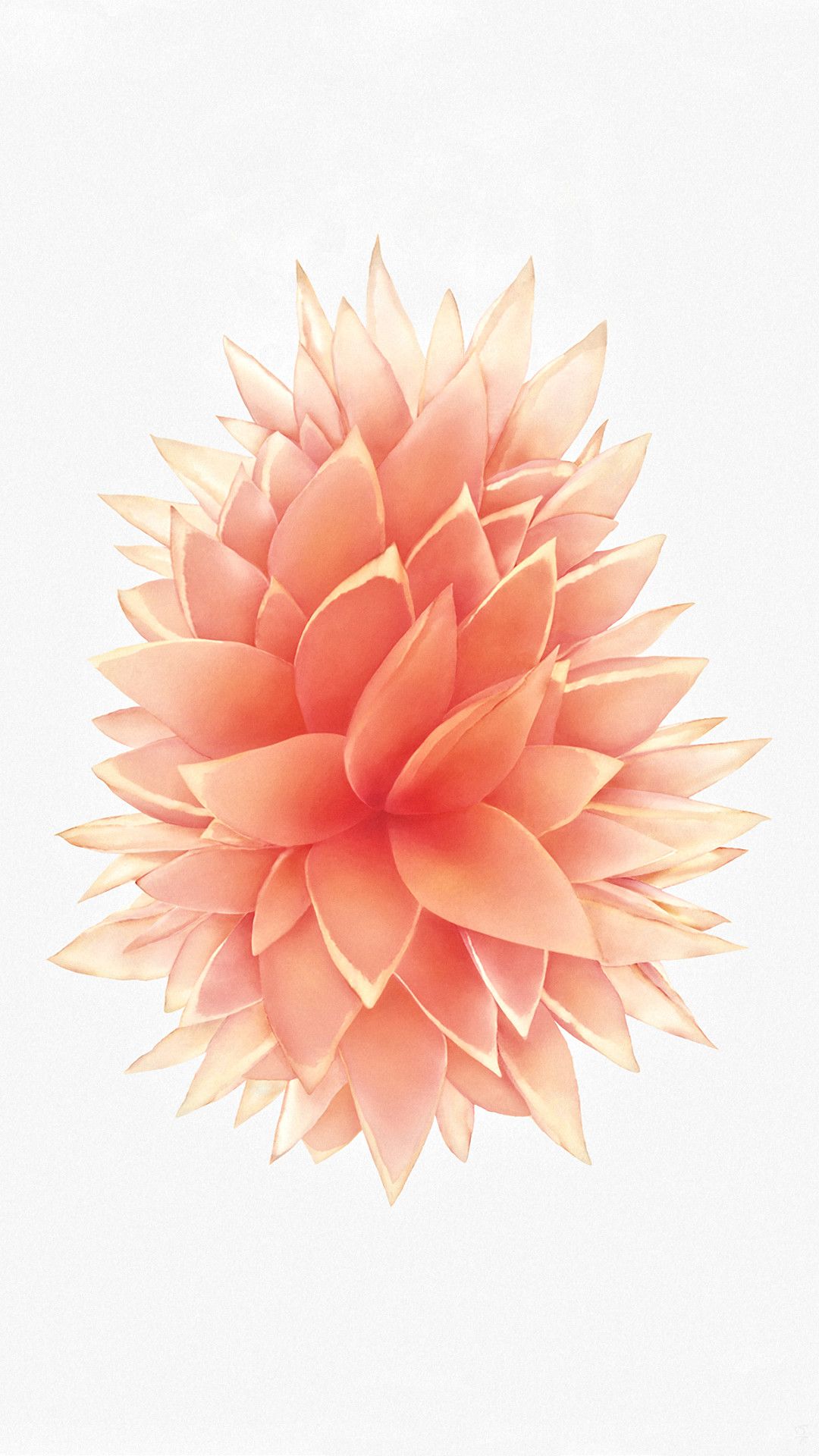 Rose Gold Apple Wallpapers