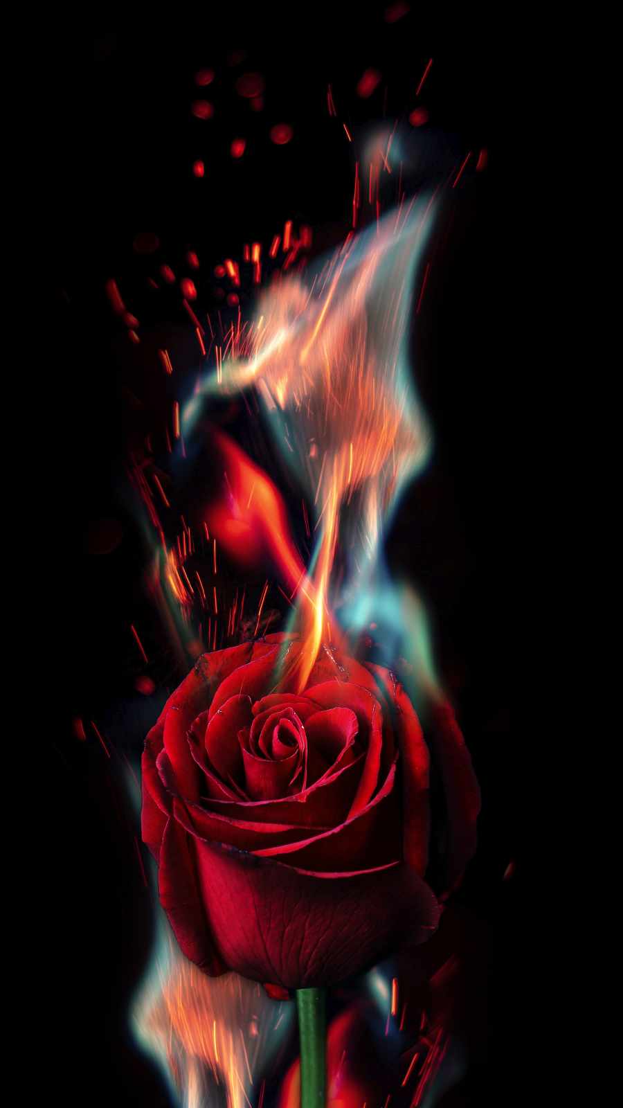 Rose On Fire Wallpapers