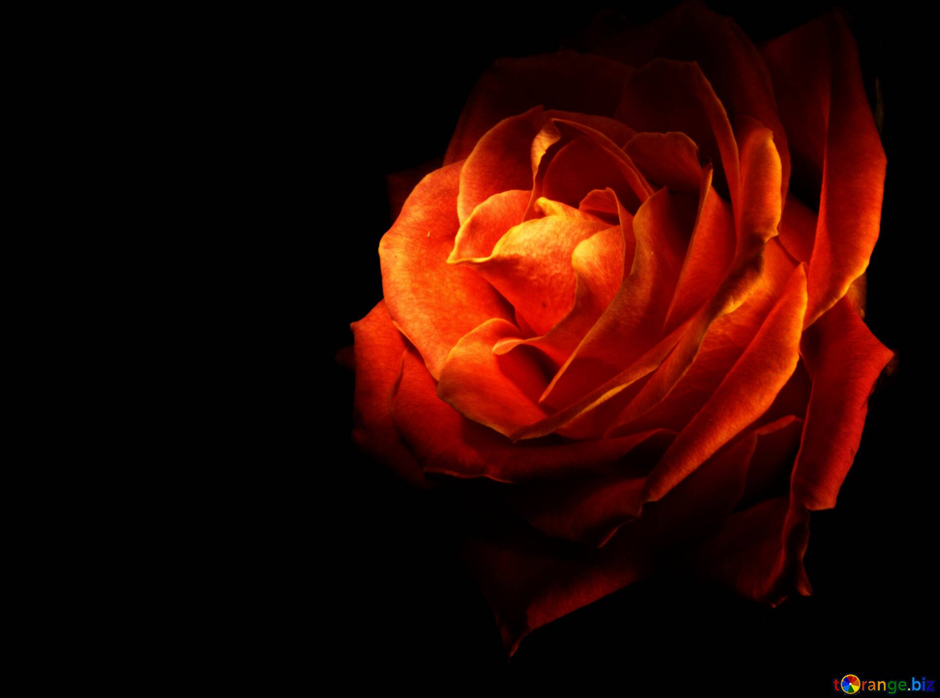 Rose On Fire Wallpapers