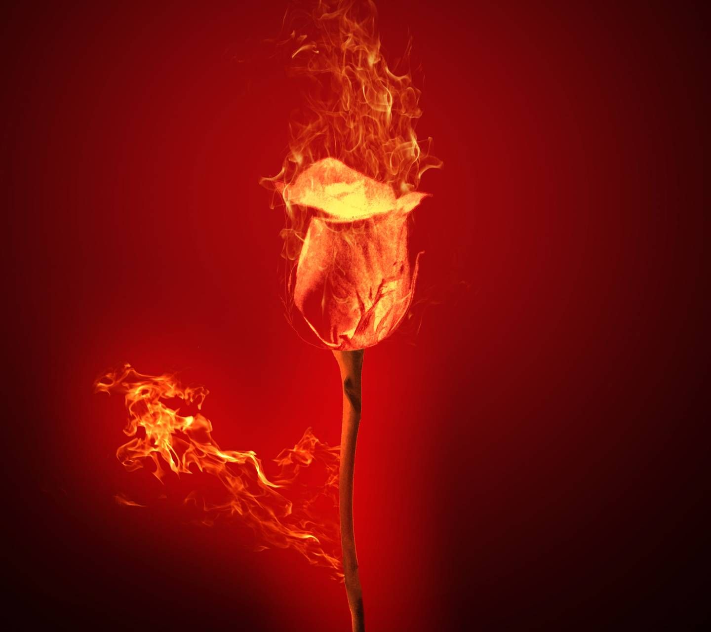 Rose On Fire Wallpapers