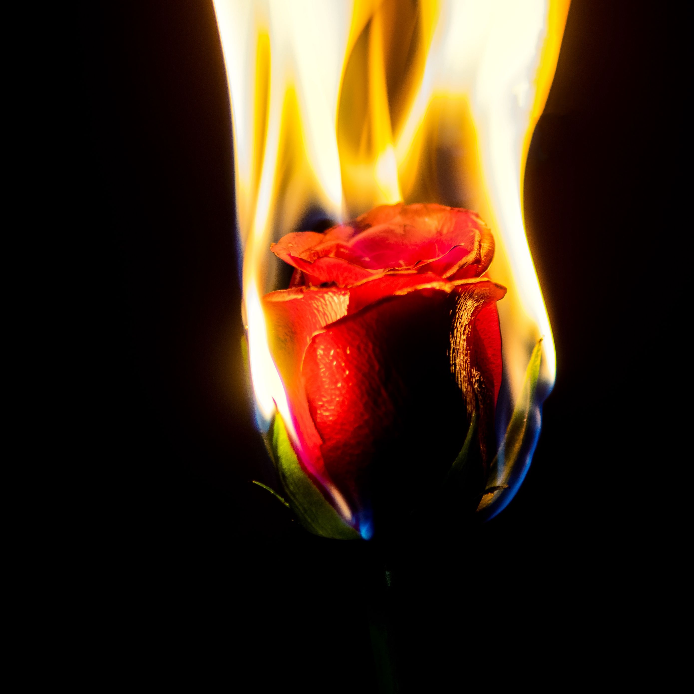 Rose On Fire Wallpapers