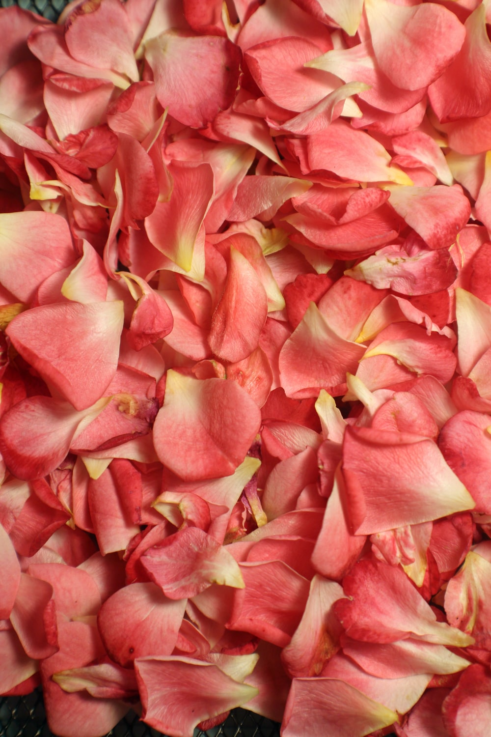 Rose Petals Wallpapers