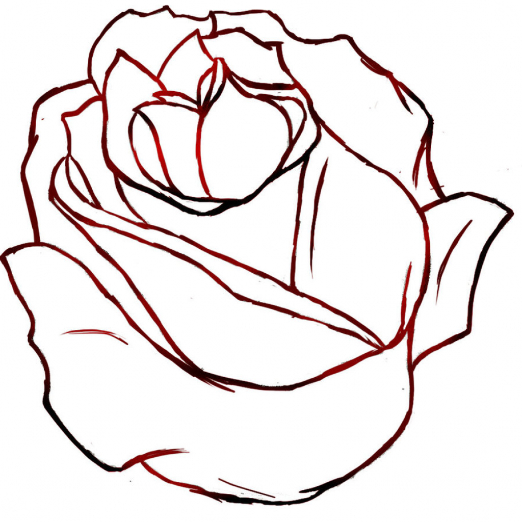 Rose Drawing Wallpapers