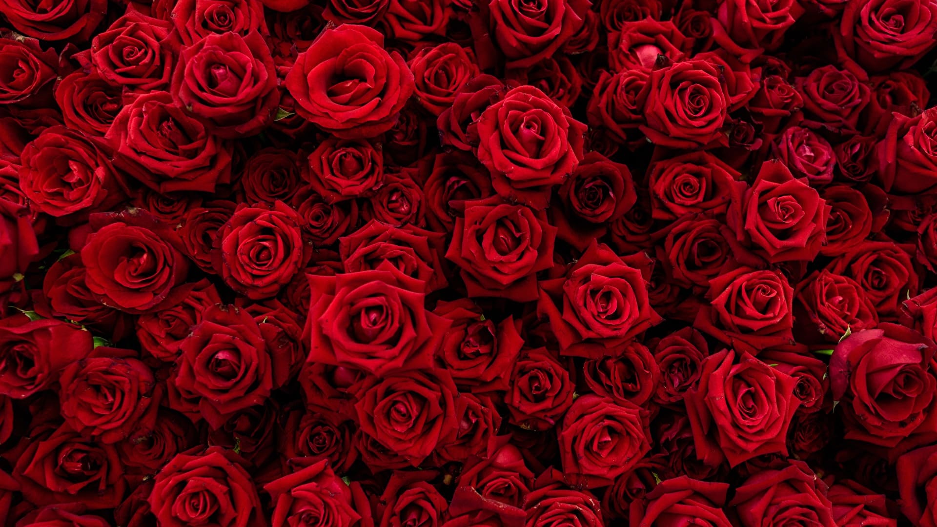 Rose For Laptop Wallpapers