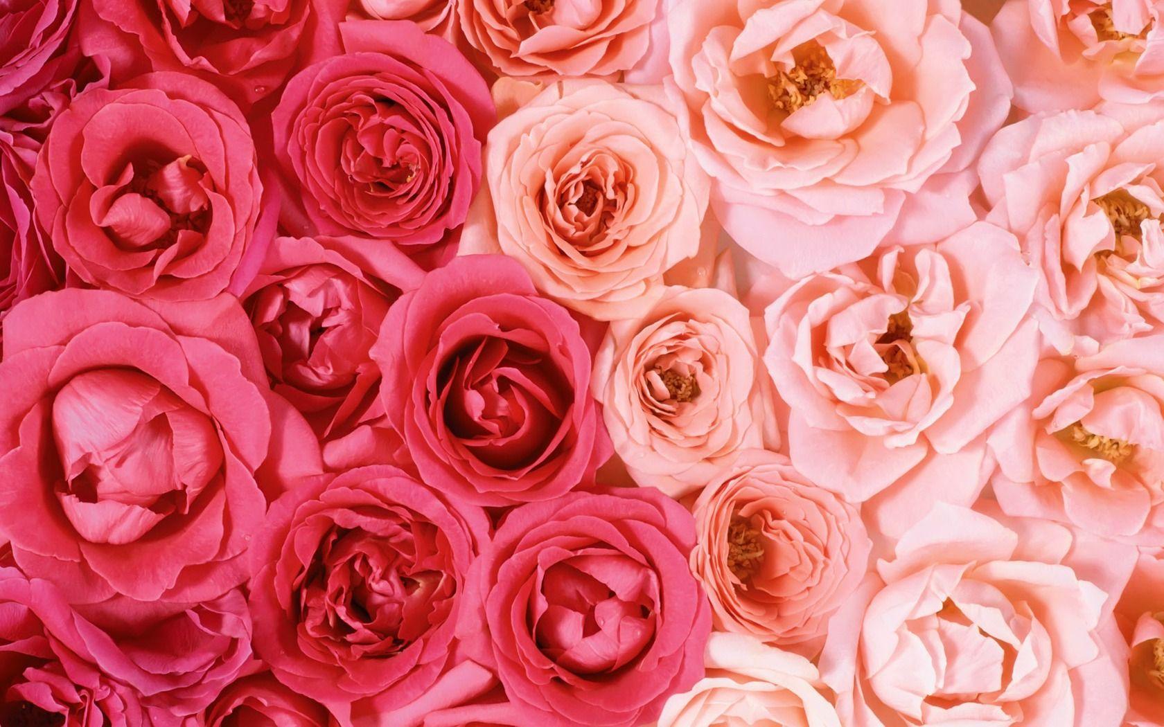 Rose For Laptop Wallpapers