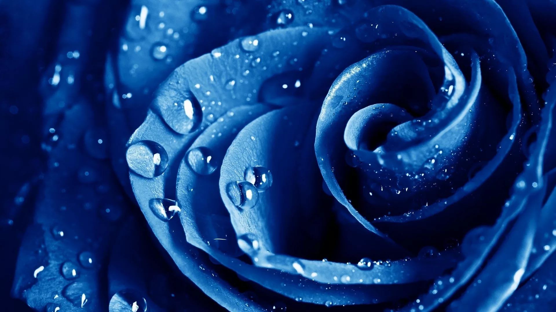 Rose For Laptop Wallpapers