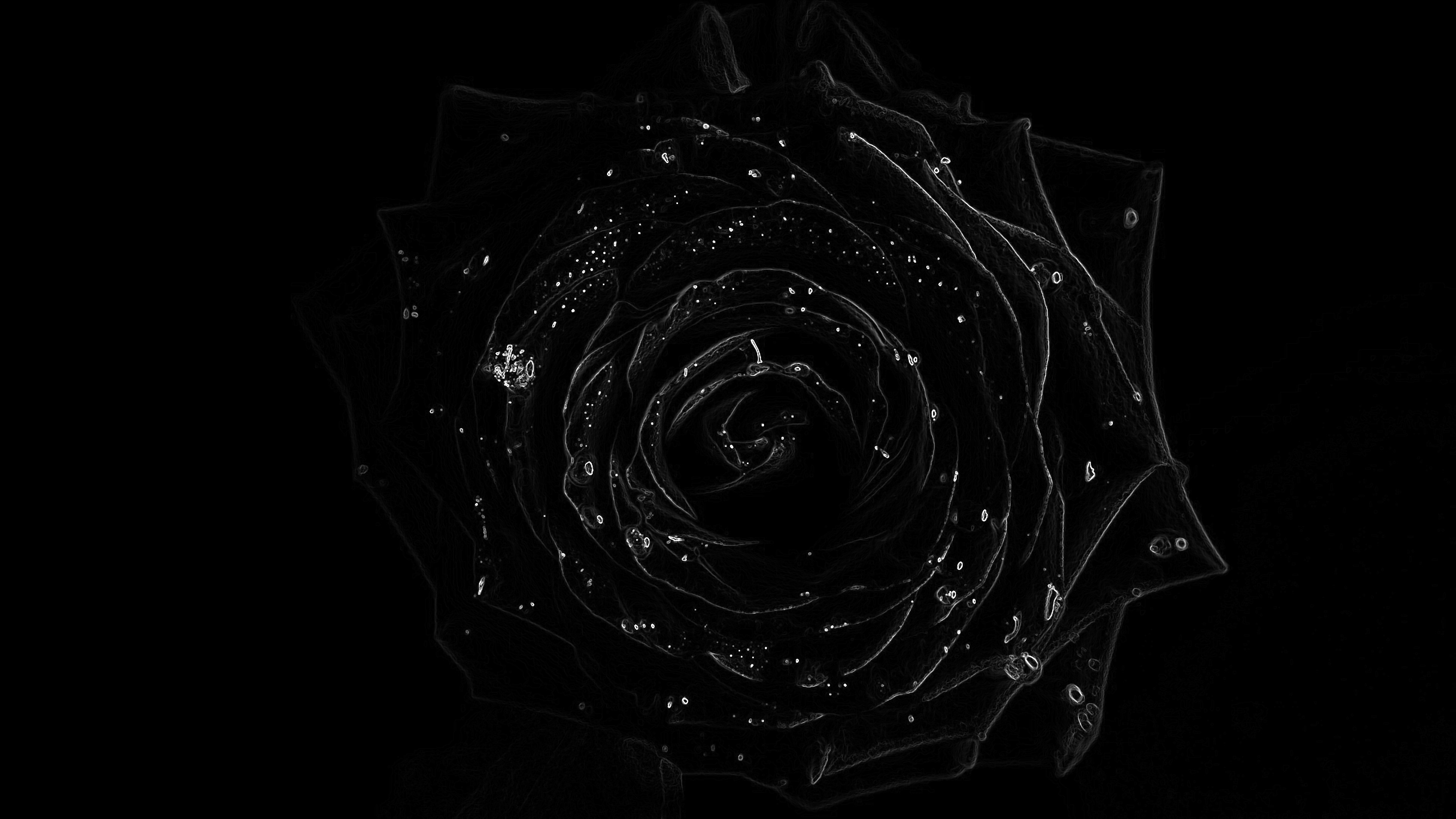 Rose For Laptop Wallpapers