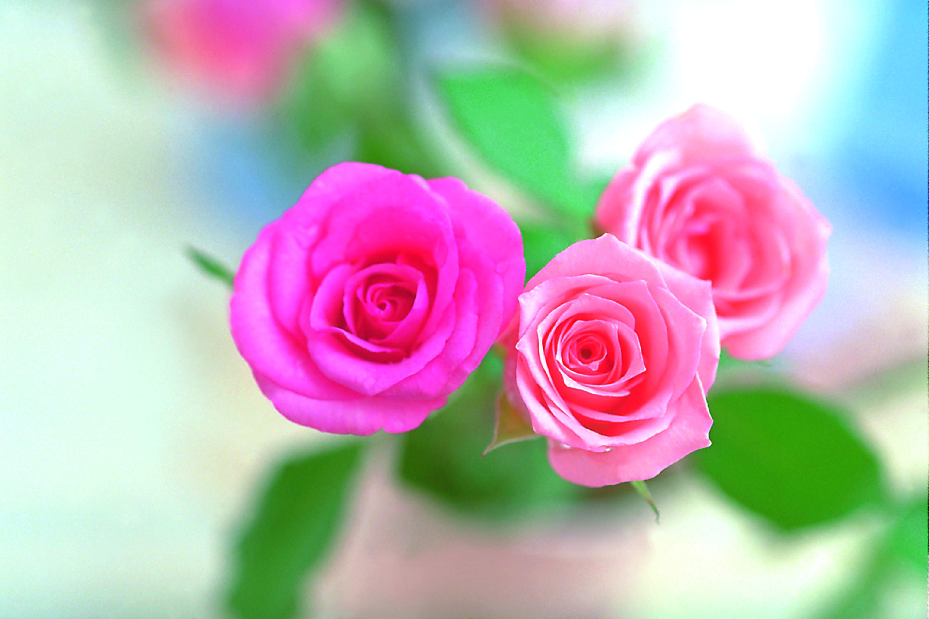 Roses Flower Wallpapers