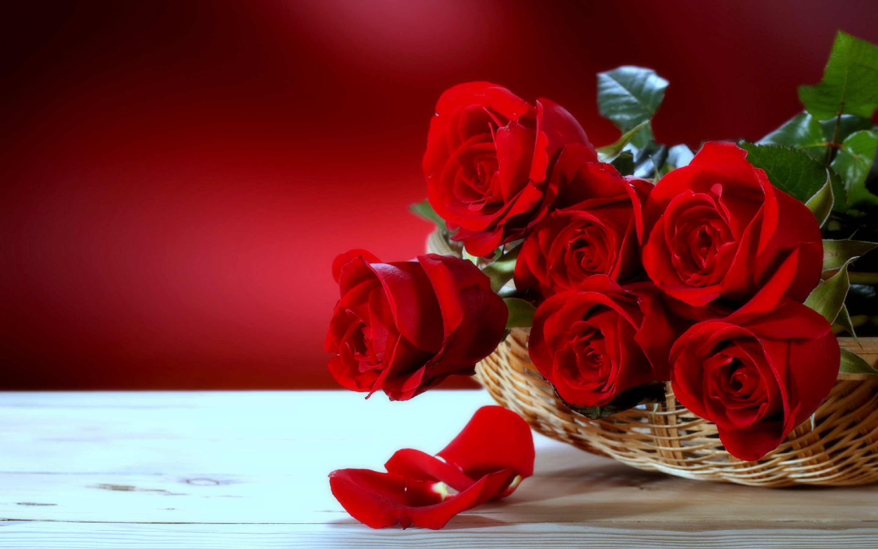 Roses Flower Wallpapers